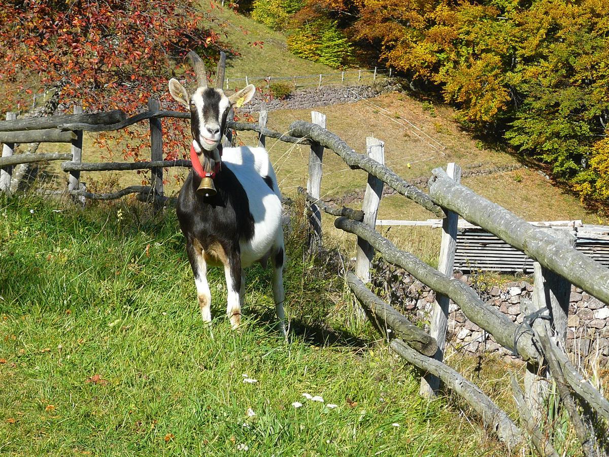 Baita Cavecia Sant'Orsola Eksteriør billede